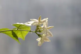 从南亚到中国，茉莉的归心之旅图片