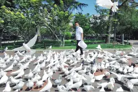 紫荆山公园广场鸽他养的图片