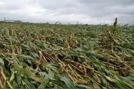 台风过后农作物倒伏咋补救？专家建议来了图片