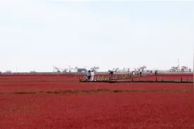 辽宁盘锦：红海滩绘就“火红画卷”视频封面