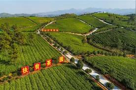 百里莽山“茶”作裳——"十大精准脱贫先进县（市）"宜章图片