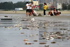 蹊跷！北海银滩景区现大量死鱼，绵延近4公里！部门回应来了图片