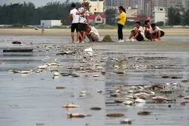 蹊跷！北海银滩景区现大量死鱼，绵延近4公里！部门回应来了图片