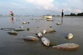 北海 银滩景区现大量死鱼，绵延近4公里图片