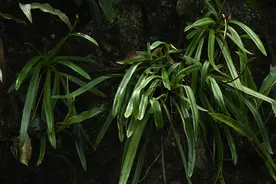 保护野生植物名录首修幕后：21年终迎大改，这些“野花不要采”图片