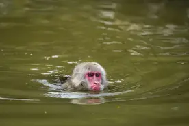 日本京都岚山猴子公园图片
