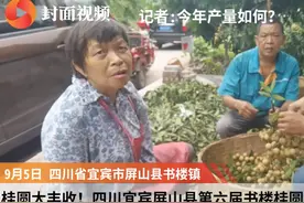 桂圆大丰收！四川宜宾屏山县第六届书楼桂圆采摘节开幕视频封面