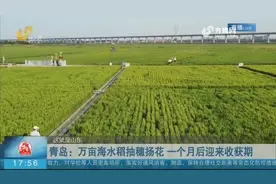 稻花飘香！青岛万亩海水稻进入抽穗扬花期，一个月后将迎来收获期视频封面