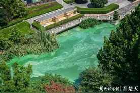 楚河水面披“绿衣”引人忧，专业人士称是浮萍，无危害图片