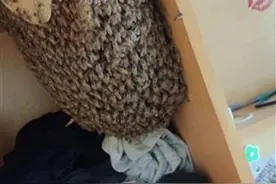 隔壁宿舍“馋哭了”！学生返校宿舍长大蜂巢，1斤多蜂蜜被瓜分图片