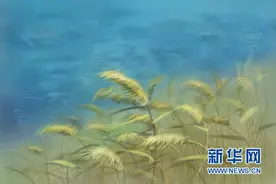 没有水的芦苇地，也能称为“淀”？图片