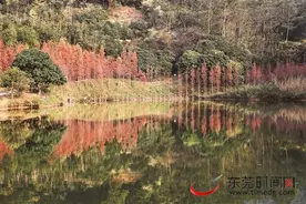 微旅游｜畅游东莞森林生态 康养趣味多图片