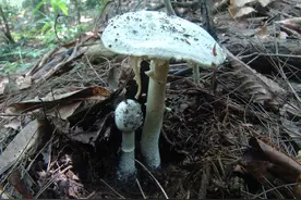 20多年来曾导致400多人中毒，100多人死亡，湖南蘑菇头号杀手长这样！快转发给你身边的人看图片