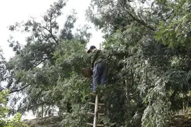 赵家香榧，有自己香法③ | 新老榧农助力诸暨香榧走向大都市！图片