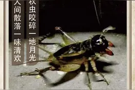 农历中国 | 七月十九 · 斗蟋蟀图片