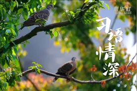 习语情深图片
