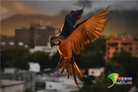 委内瑞拉金刚鹦鹉现身掠食 展翅高飞英气十足图片