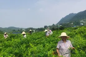 一片莓茶叶承载脱贫致富梦 知识产权助力打造“张家界莓茶”公共品牌图片