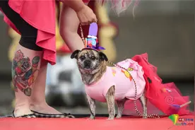 英国举行宠物狗选美 萌犬华丽亮相图片