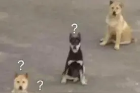 带狗进公厕被拒，主人不服，称西安公厕未明确禁止……网友吵翻了图片