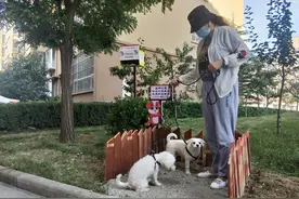 凰城社区：宠物犬有了公厕啦图片