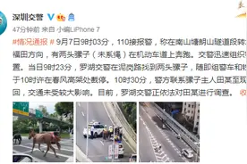 深圳北环大道上惊现两匹马？深圳交警：两头骡子未系绳 正对其主人进行调查图片