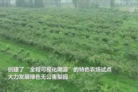 河北辛集：线上线下齐“出圈” 品牌引领富梨乡