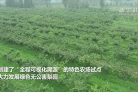 河北辛集：线上线下齐“出圈” 品牌引领富梨乡视频封面