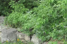 小汤山医院里的药草——荆条图片