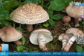 千万别采野蘑菇！蘑菇中毒危害大，严重会引发肝肾受损甚至致死