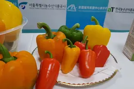 韩国彩椒蘑菇等农产品出口中国，国内20多家企业明确采购意向图片