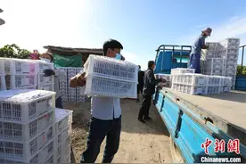 新疆兵团万亩红提葡萄迎丰收季 远销东南亚(图)图片