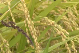 上海崇明的“世界米王”开镰收割，较去年提早一周视频封面