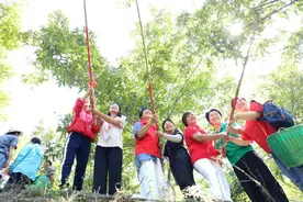 歙县山核桃开杆采摘图片