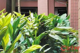 一住宅楼柱子位移 美林海岸业主忧心安全图片