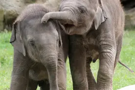 小象姐妹玩“摔跤”抬腿上脚不亦乐乎图片