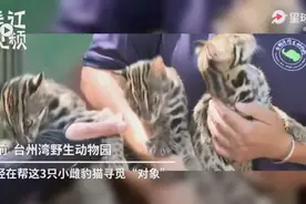 浙江首例野生豹猫幼崽饲养成功，却有网友想领养？周到君提醒：个人饲养豹猫违法，这种除外……图片