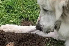 金毛和地鼠四目相对 演绎现实版“打地鼠”图片