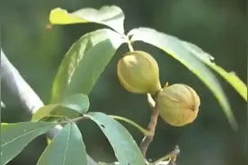 浙江：临安山核桃开启丰收季