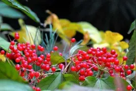 多久没回家了？茱萸，承载乡愁的一味药图片
