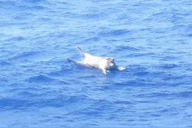 万吨货轮遭遇台风翻覆，幸存者靠一头牛奇迹生还，还有40人下落不明图片