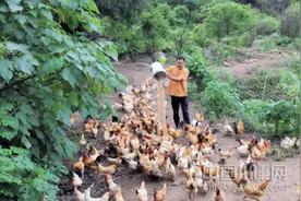 走向我们的小康生活！中山人社：“扶贫鸡”飞进珠三角图片