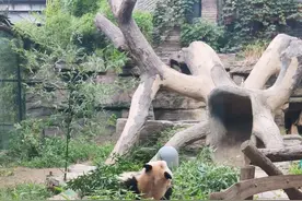 挺“秃”然！北京动物园网红大熊猫“谢顶”了！回应来了……图片