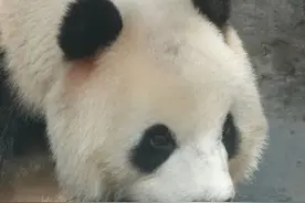 北京动物园网红大熊猫“谢顶”上热搜，原因查清了！网友评论扎心图片