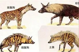 斑鬣狗：我不是狗，更不是肮脏的“小偷”图片