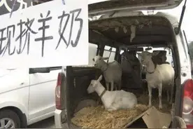 “现挤羊奶”衍生布病风险，该走出“无添加崇拜”误区了图片
