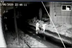 日本多地发生家畜被盗案：数百头牛、猪消失 警方感叹"闻所未闻"图片