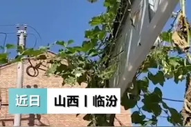 现实版的葫芦娃！一根藤长出七个葫芦，网友：快瞅瞅你家有蛇吗图片
