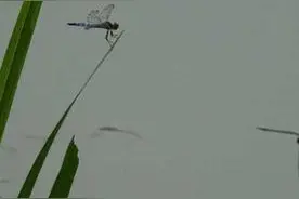 秋天华山湖，蜻蜓依然伫立湖面图片