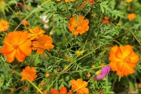 金秋到，世纪公园出现金色花田图片